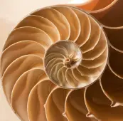 Fibonacci Shell
